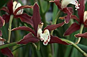 CYMBIDIUM KENT BRONZE