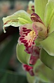 CYMBIDIUM MAVOURNEEN (JESTER ORCHID)