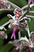 VANDA TRICOLOR SUAVIS