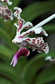 VANDA TRICOLOR SUAVIS