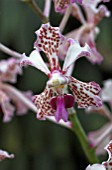 VANDA TRICOLOR SUAVIS