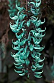 STRONGYLODON MACROBOTRYS (JADE VINE)