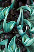 STRONGYLODON MACROBOTRYS (JADE VINE)