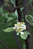 MALUS TSCHONOSKII (CRAB APPLE)