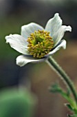 PULSATILLA GEORGICA