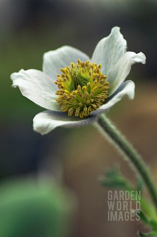 PULSATILLA_GEORGICA