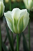 TULIPA SPRING GREEN