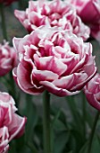 TULIPA GERBRAND KIEFT