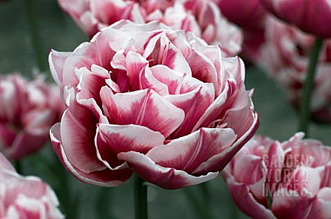 TULIPA_GERBRAND_KIEFT