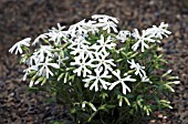 PHLOX BIFIDA ALBA