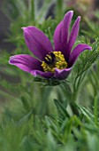 PULSATILLA ZIMMERMANNII