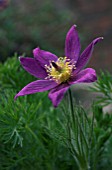 PULSATILLA VULGARIS