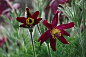 PULSATILLA VULGARIS VAR. RUBRA