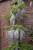 WISTERIA FLORIBUNDA KUCHI-BENI, SYN. WISTERIA FLORIBUNDA LIPSTICK