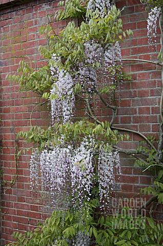 WISTERIA_FLORIBUNDA_KUCHIBENI_SYN_WISTERIA_FLORIBUNDA_LIPSTICK