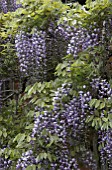 WISTERIA FLORIBUNDA,  MAY