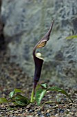 ARISAEMA SIKOKIANUM