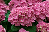 HYDRANGEA MACROPHYLLA SAINT CLAIREMAY