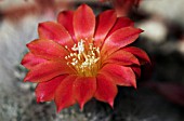 REBUTIA HYALACANTHA,  CACTUS