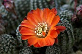 REBUTIA PYGMAEA VAR. GRACILLISPINA CACTUS