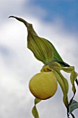 CYPRIPEDIUM KENTUCKIEUSE,  LADYS SLIPPER ORCHID