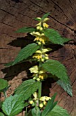 LAMIASTRUM GALEOBDOLON,  LAMIUM,  YELLOW ARCHANGEL IN MAY