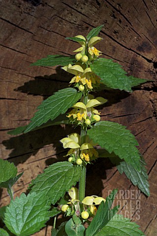 LAMIASTRUM_GALEOBDOLON__LAMIUM__YELLOW_ARCHANGEL_IN_MAY