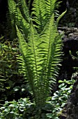 MATTEUCCIA STRUTHIOPTERIS,  SHUTTLECOCK FERN,   MAY