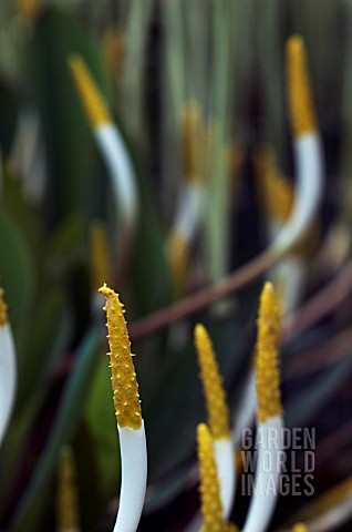 ORONTIUM_AQUATICUM