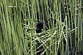 MOORHEN NESTING ON A GARDEN POND