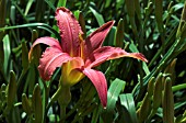 HEMEROCALLIS PINK DAMASK