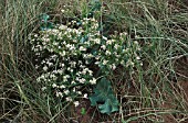 CRAMBE MARITIMA