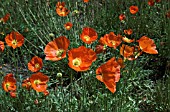 PAPAVER NUDICAULE SUMMER BREEZE ORANGE