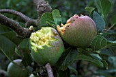 FRUIT DAMAGED BY BIRDS,  DESSERT APPLE LORD LAMBOURNE JULY