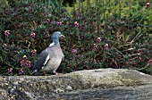 WOODPIGEON IN A GARDEN,  COLUMBA PALUMBUS