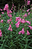 PENSTEMON PENNINGTON GEM JULY