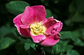 ROSA DAPPLE DAWN AUSAPPLE