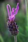 LAVANDULA MARSHWOOD LAVENDER