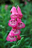 PENSTEMON PENNINGTON GEM JULY