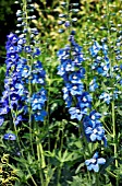 DELPHINIUM BLUE BIRD GROUP