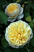 ROSA CHARLOTTE AUSPOLY JUNE