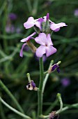 MATTHIOLA SINUATA