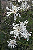 MAGNOLIA STELLATA ROYAL STAR