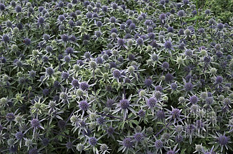 ERYNGIUM_X_TRIPARTITUM