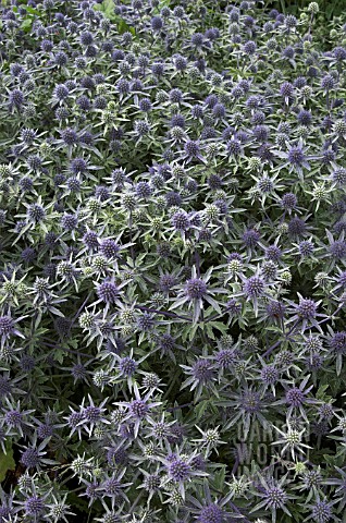 ERYNGIUM_X_TRIPARTITUM