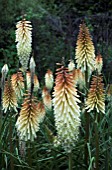 KNIPHOFIA TOFFEE NOSED