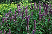 AGASTACHE RUGOSA LIQUORICE BLUE