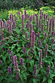 AGASTACHE RUGOSA LIQUORICE BLUE