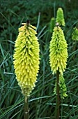 KNIPHOFIA BUTTERCUP