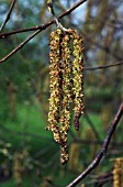 CATKINS OF BETULA UTILIS VAR. JACQUEMONTII